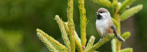 Boreal Chickadee Katahdin Woods and Waters National Monument by Anita Mueller