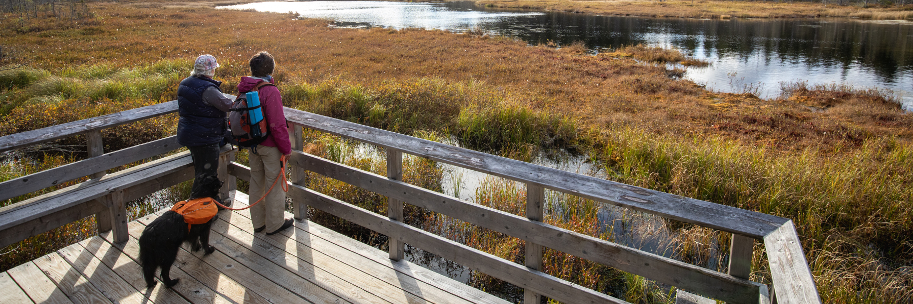 Two hikers and dog on a bog viewing platform.