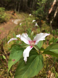 Painted trillium wildflower