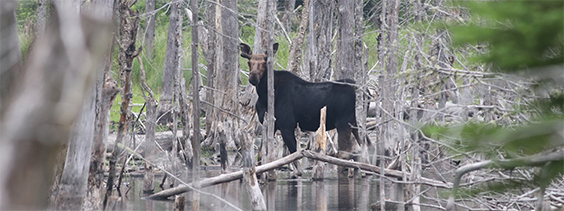 A moose stands among dead trees in a wetland area, partially reflected in the water nearby.