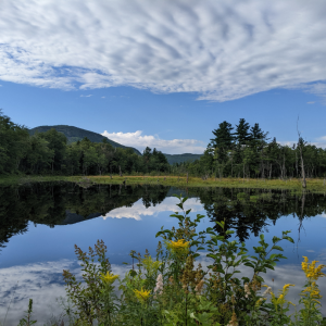 A view of mountains in the distance with a pond and wildflowers in the foreground.