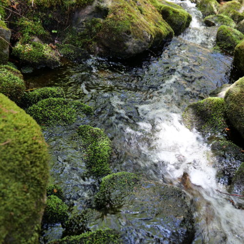 A stream flows over moss-covered rocks, creating gentle ripples in clear water amidst a lush green environment.