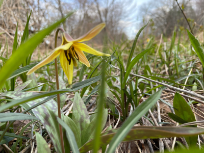 A close-up of a yellow flower surrounded by green grass and plants in a natural setting.
