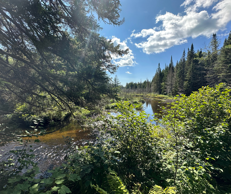 A view looking up a wooded stream with thick brush and large trees.