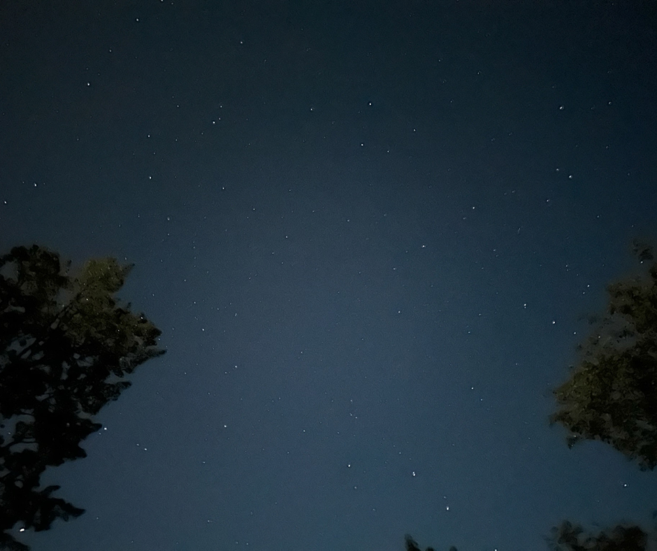 Dark blue ski with many stars, framed by two trees.