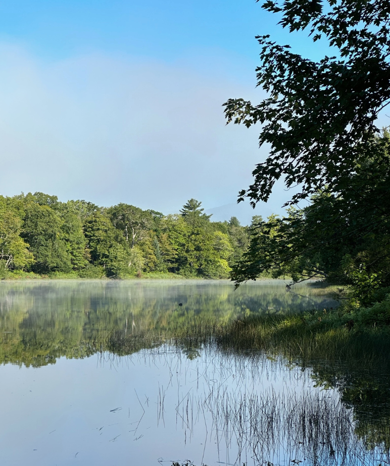 A wide river with green overhanging trees and grass in it.