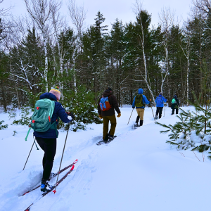 Five people snowshoeing and skiing in the woods.