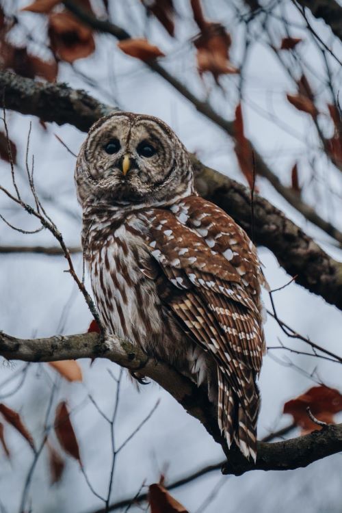 A brown and white owl perched on a tree branch, surrounded by dry leaves and a muted background.