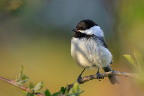 A small, fluffy bird with a black cap and white cheeks perched on a branch, surrounded by soft green foliage.