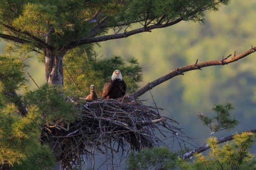 A bald eagle and its chick sit in a large nest atop a tree, surrounded by greenery in a soft morning light.
