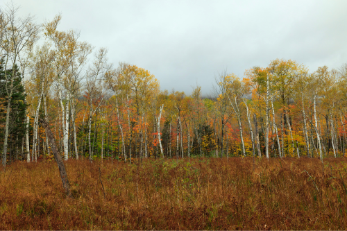 A colorful forest scene with birch trees, autumn foliage, and a grassy foreground under a cloudy sky.