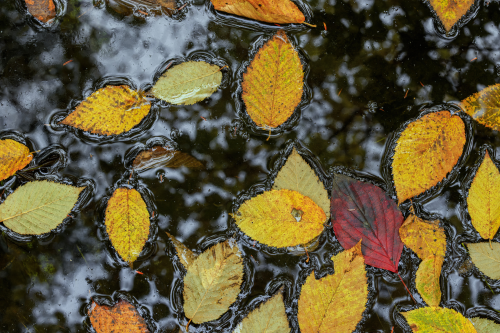 Colorful autumn leaves float on the surface of dark water, creating a serene, natural pattern.