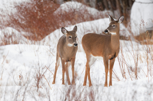 Two deer stand in a snowy landscape, surrounded by sparse grass and bushes.