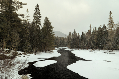 A snow-covered river winds through a forest of tall pine trees under a gray sky.