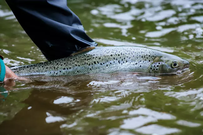 A person in waders holds a large fish partially submerged in murky water.