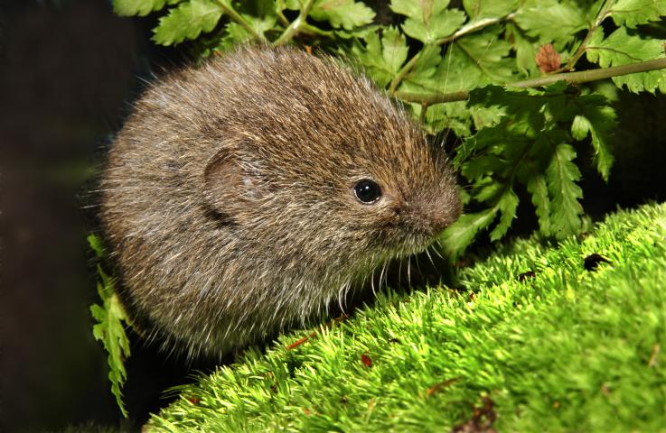 A small, furry bog lemming with a rounded body, perched on green moss near delicate ferns.
