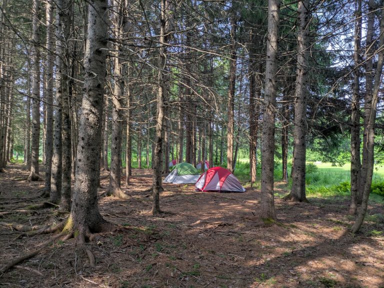 Two tents set up among tall trees in a peaceful forest clearing. Greenery and sunlight peek through the branches.