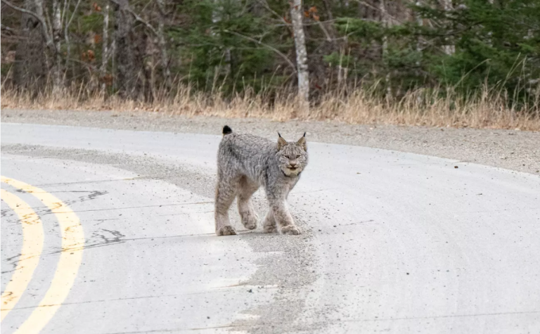 A lynx walks along a gravel road, surrounded by trees and dry grass in a natural setting.