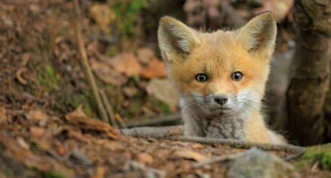 A baby fox in the woods