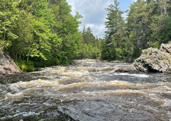 A fast-moving river flows through a dense woodland.