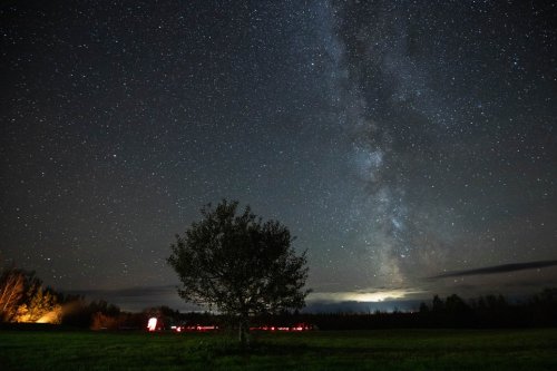 A dark night sky with the Milky Way over a large deciduous tree.