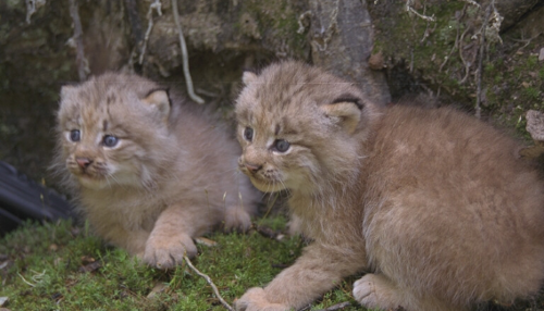 Two lynx kits lying on mossy ground.