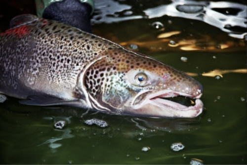 A close up picture of an adult Atlantic salmon.